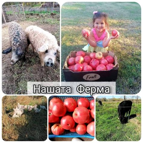 Нашата Ферма - Home | Facebook