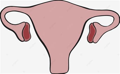 Vagina Hembra Agujero órgano Vector Png Vagina Femenino Organo Png