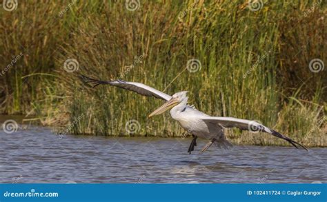 Dalmatian Pelican Landing stock photo. Image of flying - 102411724