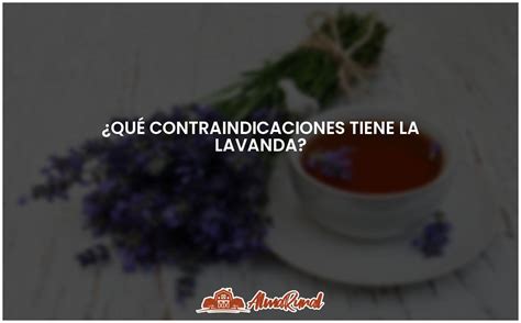 Las Contraindicaciones De La Lavanda Todo Lo Que Debes Saber Almarural