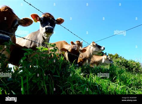 Jersey Cows Being Curious At The Stock Fencing Stock Photo Alamy