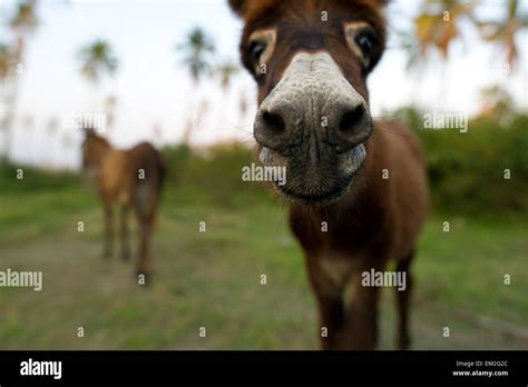 Baby donkey nose closeup with mother donkey with mother donkey and palm ...