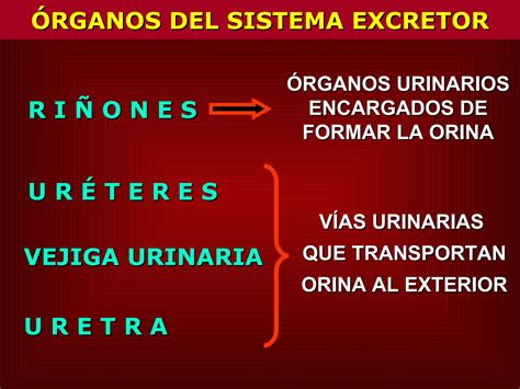 Sistema Excretor Ppt