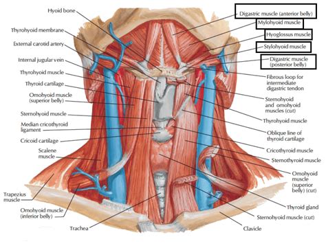 Suprahyoid Muscles