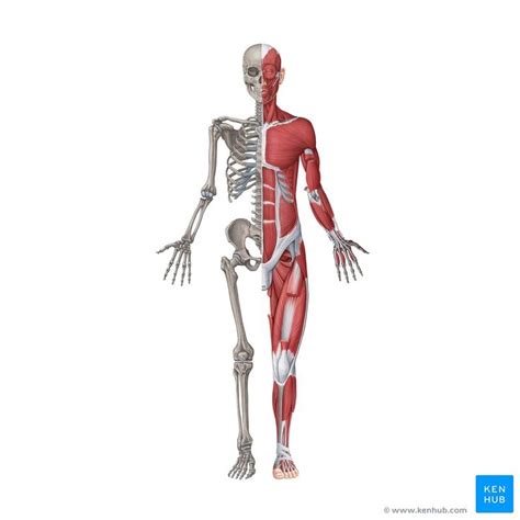 Venn Diagram Of Skeletal And Muscular System Musculoskeletal