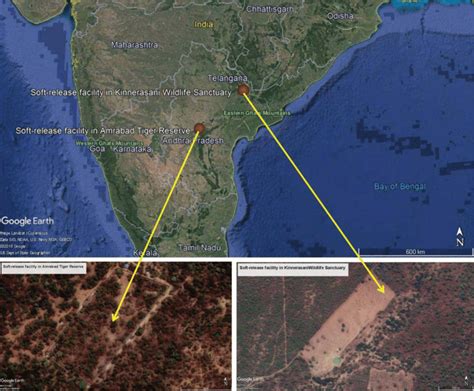 Map showing the soft-release facility in Amrabad Tiger Reserve ...