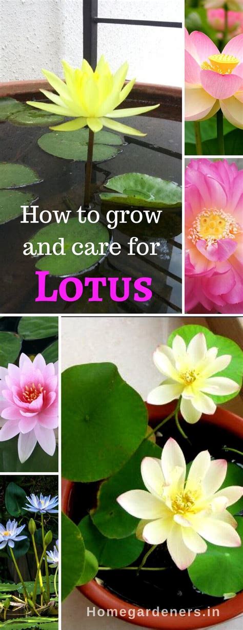 Sacred Lotus How To Grow And Care For Lotus Plants Home Gardeners