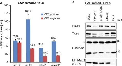 Rescue Of PICH 1 And Tao1 SiRNA Phenotypes By LAP Mouse Mad2 A Mitotic