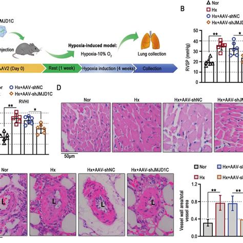 Schematic Illustration Of The Role Of JMJD1C In Hypoxia Induced PAH