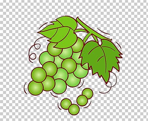 Grape Wine Shine Muscat Fruit Illustration Png Clipart Branch