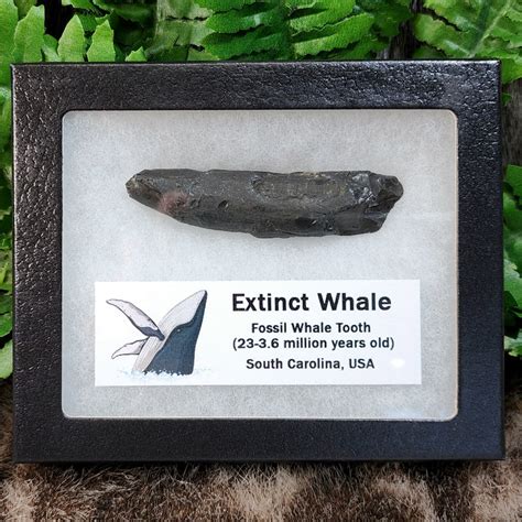 Fossil Whale Teeth, Large | SkullStore Inc.