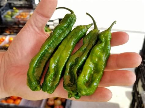 Hot Pepper Ghostly Jalapeno Seeds Certified Organic Garden Hoard