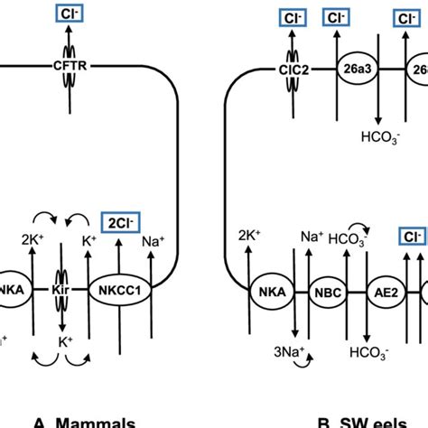 Transporters Involved In Transcellular Cl − Secretion Blue Rectangles