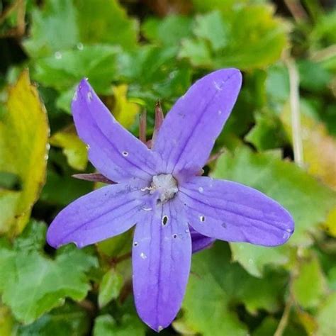 Campanula O Planta Estrella De Bel N Cuidados Caracter Sticas Y Tipos