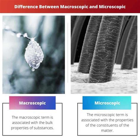 Makroskoopiline Vs Mikroskoopiline Erinevus Ja V Rdlus