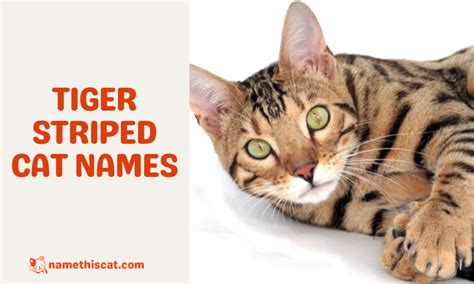 200+ Tiger Striped Cat Names (Best Ideas) - Name This Cat - The Best Place for Everything About ...