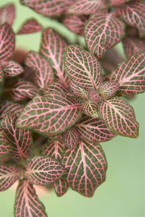 15 Pink Leaved Plants That Bring Subtle Color To Your Home Or Garden