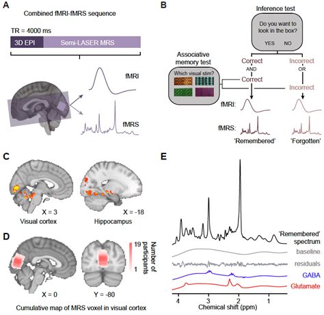 Using Fmri Fmrs Data To Assess Changes In Bold Signal And Glu Gaba