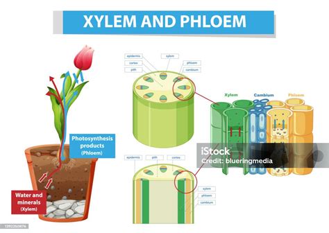 Diagram Yang Menunjukkan Xilem Dan Floem Pada Tanaman Ilustrasi Stok