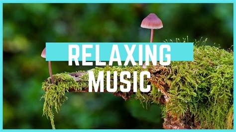 RELAXING MUSIC Música Relajante Piano Música Calmante Meditación