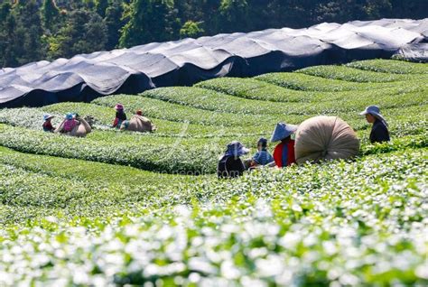 浙江淳安：有机茶园机械化采摘 人民图片网