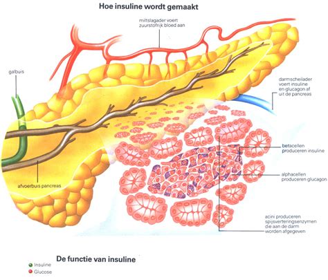 Alvleesklier Of Pancreas