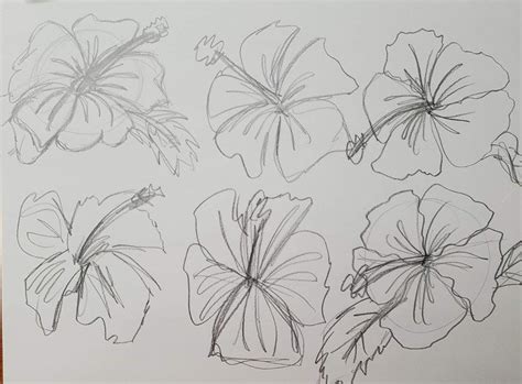 How To Draw A Realistic Hibiscus Flower Step By Step Best Flower Site