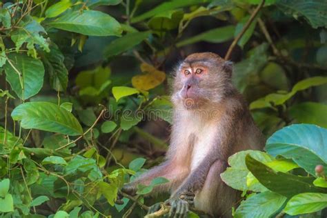 Crab Eating Long Tailed Macaque Macaca Fascicularis Stock Photo