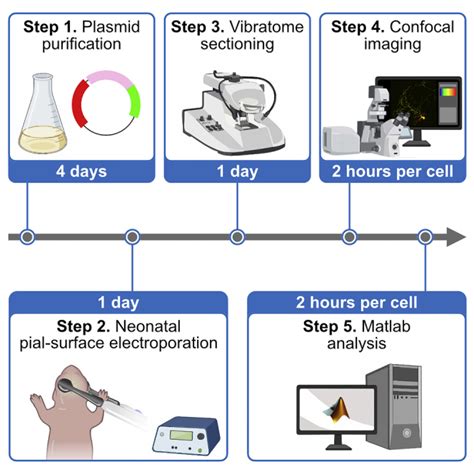 Sparse Postnatal Labeling And Quantification Of Superficial Cortical