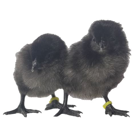 Ayam Cemani Chicks Huxleys Homestead