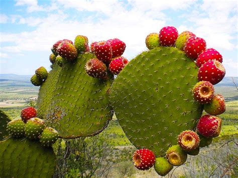 El cactus y sus propiedades para cuidarte por dentro y fuera