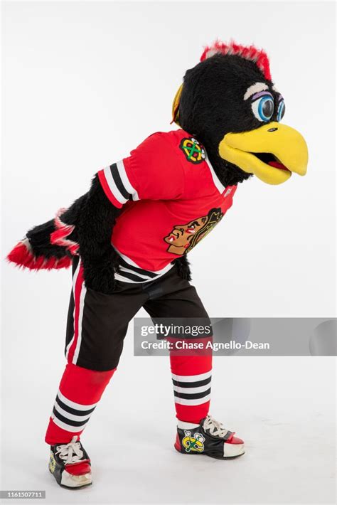 Chicago Blackhawks mascot Tommy Hawk poses for a portrait on August ...