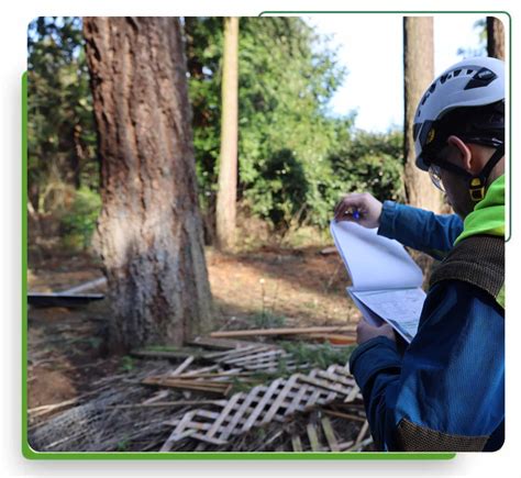 Portland Tree Removal Permit Monkeyman S Tree Service