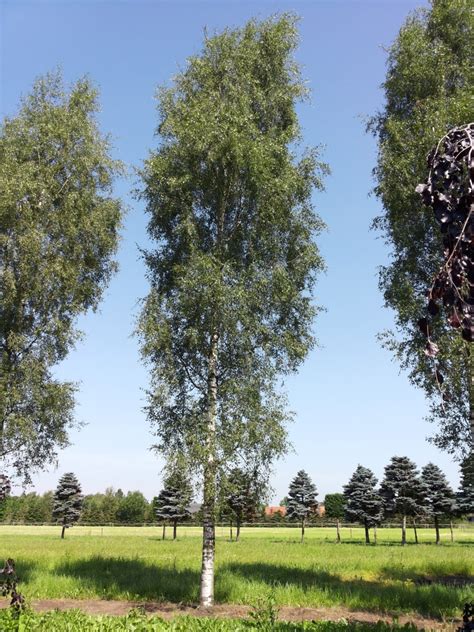 Betula Pendula Laciniata Betula Pendula Laciniata Van Den Berk