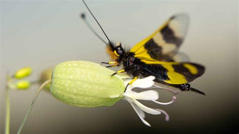 The Smallest Insect In The World