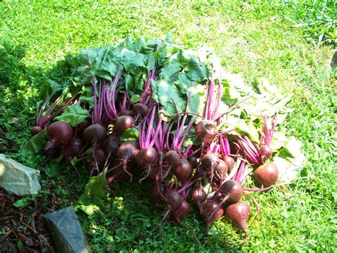 Raisin' Acres Farm: Harvesting Beets