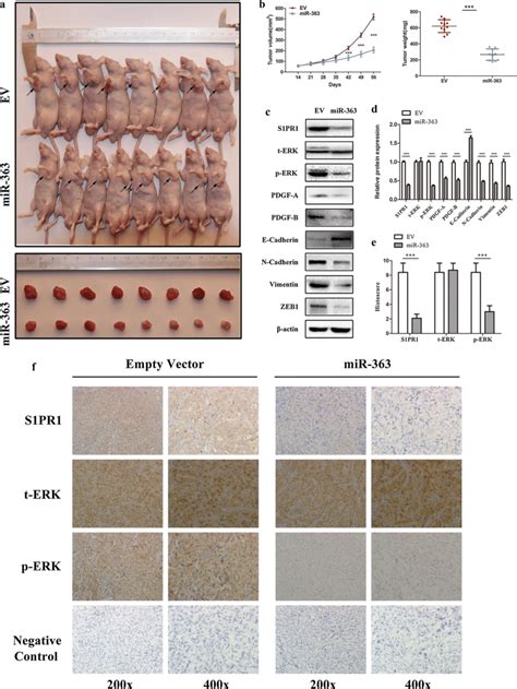 Overexpression Of Mir Suppresses Xenograft Tumour Growth In Vivo A