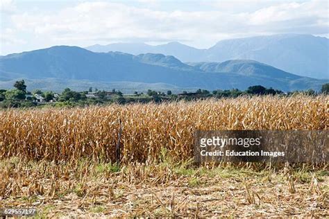 Harvestime Photos And Premium High Res Pictures Getty Images