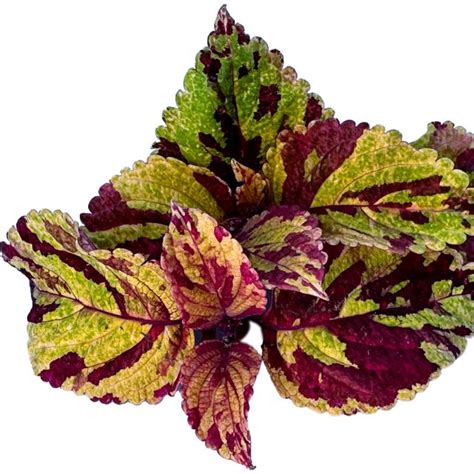 Coleus Folia Picasso