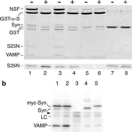 Ionic Layer Mutants Form Complexes With SNAP And NSF But Are Not