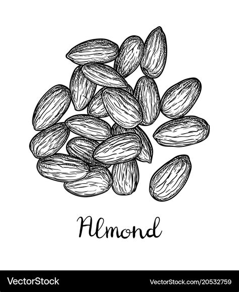 Ink sketch of almond Royalty Free Vector Image