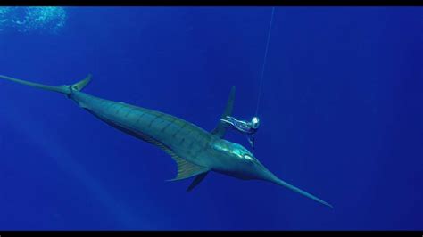 BLUE MARLIN - Rod Fishing club