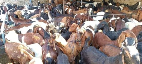 Sirohi Goats For Pure Quality Gender Mail At Rs Kilogram In