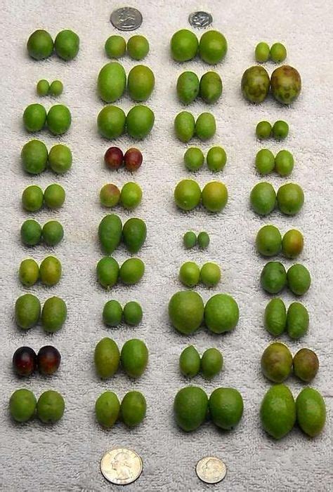 Chart Of Olive Sizes Grown At Oregon Olives In Amity Oregon Olive