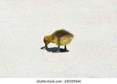 Baby Goose Stock Photo 635339444 | Shutterstock