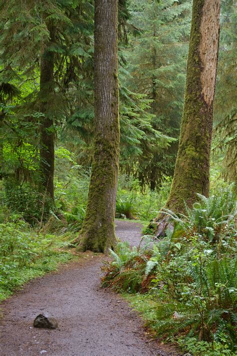 Fileforks Wa Trail In Hoh Forest