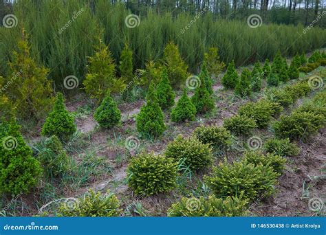 O Jeunes Plantes Des Buissons De Gen Vrier Dans Des Pots Photo Stock