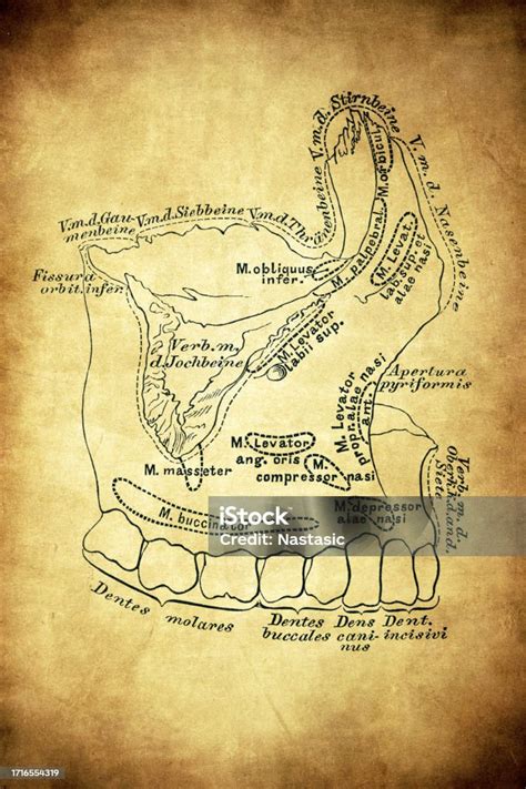 maxillary bone superior maxilla stock illustration
