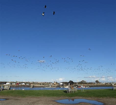 Geese Over The River Blyth At Walberswick Tomline43 Flickr