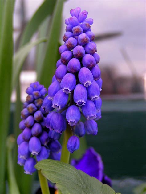 Purple Bell Like Flower Cluster Dennisgg Flickr